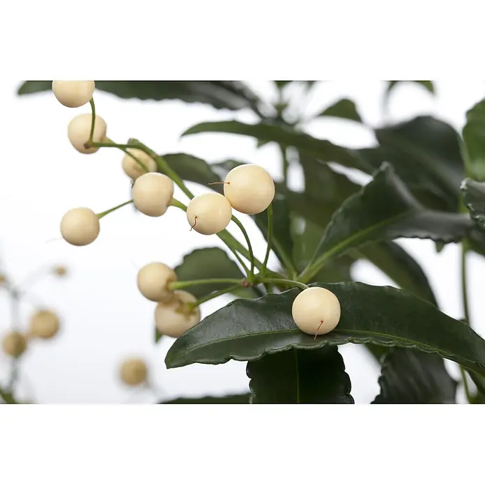 Piardino Korallenstrauch mit weißen Beeren - Ardisia crenata, Topfgröße: 14 cm - Zweig einer Pflanze mit dunkelgrünen Blättern und Trauben aus hellgelben, runden Beeren.