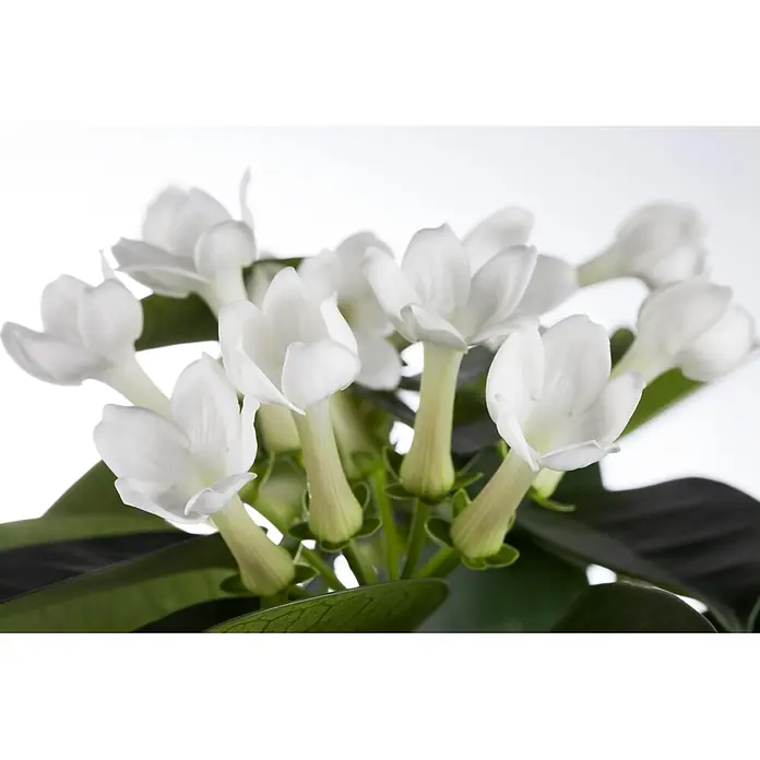 Piardino Kranzschlinge - Stephanotis floribunda, Topfgröße: 12 cm, Weiß - Eine Ansammlung weißer Blüten mit grünen Stielen und dunkelgrünen Blättern.