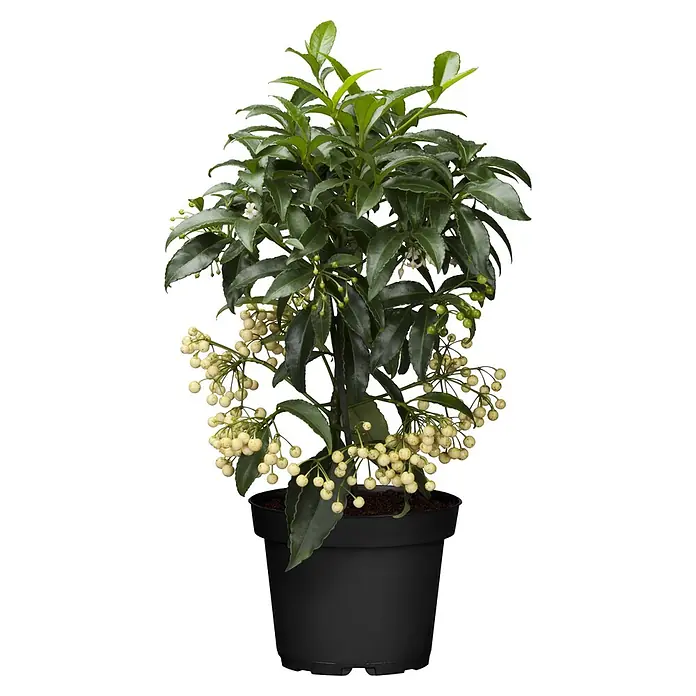 Piardino Korallenstrauch mit weißen Beeren - Ardisia crenata, Topfgröße: 14 cm - Eine lebendige Topfpflanze mit dunkelgrünen Blättern, zarten weißen Blüten und Trauben hellgelber Beeren in einem schwarzen Topf.