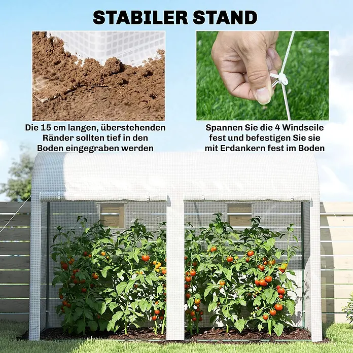 Outsunny-Foliengewächshäus-300L x 100B x 200H cm -  - Weißes Gewächshaus mit Tomatenpflanzen. Basisklappen und Spannseile sichern die Stabilität des Gewächshauses.