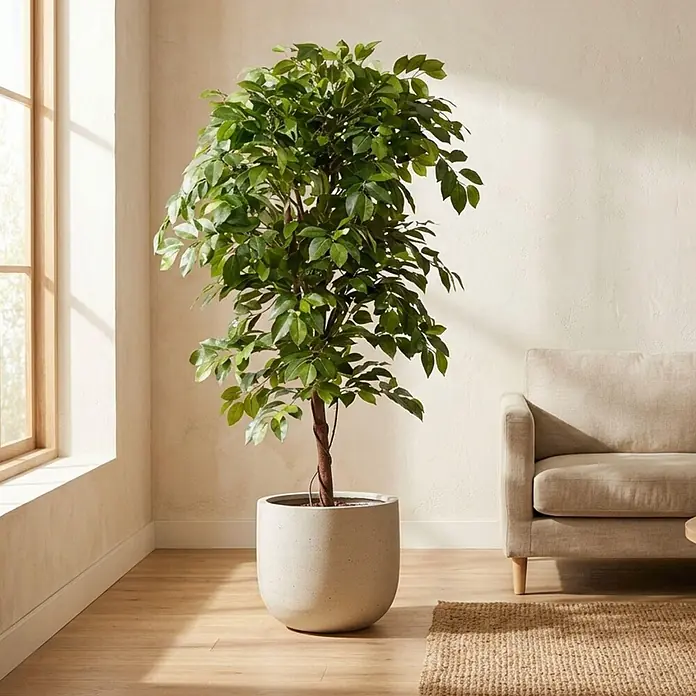 Ficus Ranke -  - Großer künstlicher Ficusbaum mit üppig grünen Blättern und braunem Stamm, in hellem Topf, stehend neben einem Fenster.