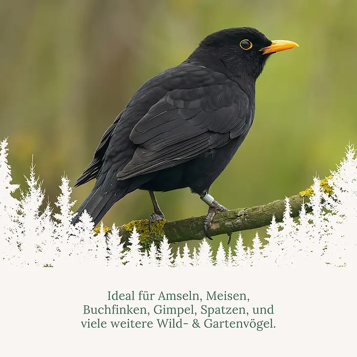 Orni Nusszapfen für Wildvögel 1 Stück 195g -  - Eine beringte Amsel auf einem Ast, geeignet für Wild- und Gartenvögel.