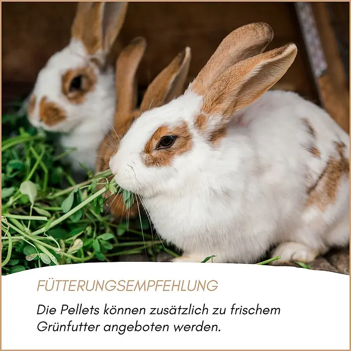 Supravit Hasenfutter - Alleinfutter für Hasen & Kaninchen 2,5kg -  - Zwei Kaninchen fressen frisches Grünfutter, was eine Fütterungsempfehlung für Pellets zusätzlich zum Grünfutter illustriert.