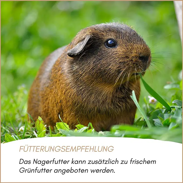 Supravit Nager & Kleintierfutter 2,5kg für Nagetiere -  - Braunes Meerschweinchen frisst frisches Gras, illustriert die Fütterungsempfehlung für Nagerfutter.