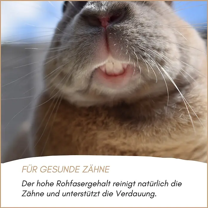 Supravit Nager & Kleintierfutter 2,5kg für Nagetiere -  - Nahaufnahme vom Maul eines Kleintiers mit gesunden Zähnen, zur Illustration von Zahnpflegevorteilen.