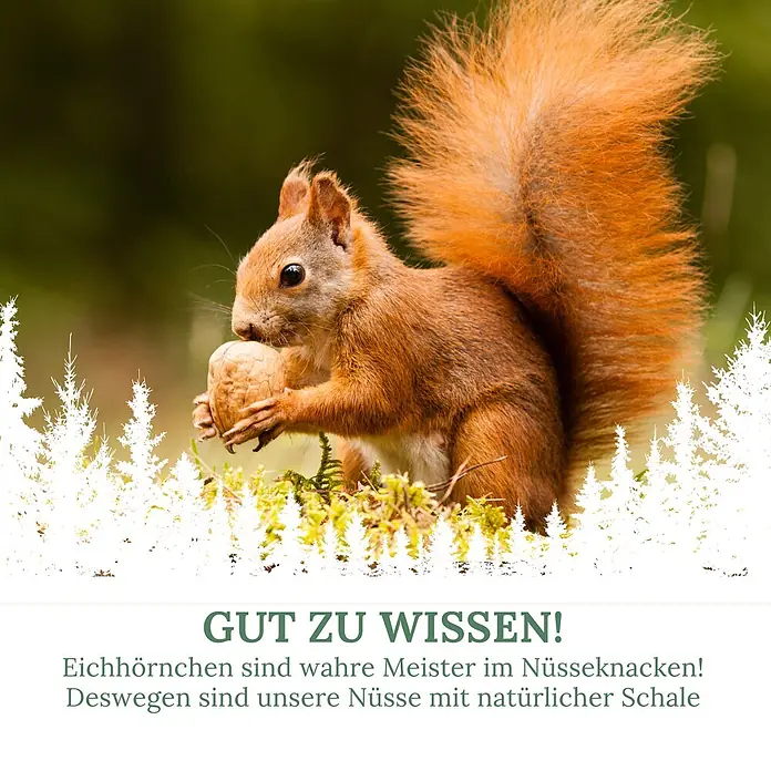 Orni Eichhörnchenfutter 1kg Alleinfutter für Eichhörnchen -  - Ein rotes Eichhörnchen hält eine Walnuss, Symbol für Nüsse mit natürlicher Schale.