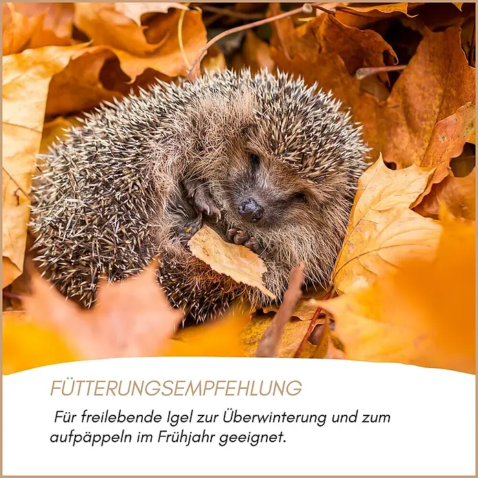 Supravit Igelfutter mit Insekten 5kg - Alleinfutter für Igel -  - Igel in Herbstblättern, mit Fütterungsempfehlung für freilebende Igel zur Überwinterung und zum Frühjahr.