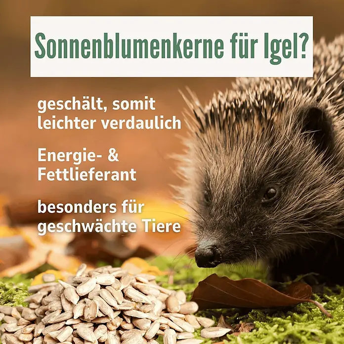 Orni Igelfutter 1kg – Getreidefreies Futter für Igel -  - Geschälte Sonnenblumenkerne für Igel, Energielieferant, besonders für geschwächte Tiere.
