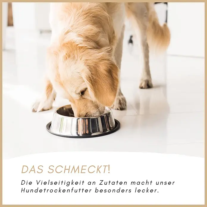 Supravit Mix Super Hundetrockenfutter 5kg für alle Hunde Rassen -  - Ein Golden Retriever frisst genüsslich aus einem silbernen Napf, was den Genuss des Hundefutters zeigt.