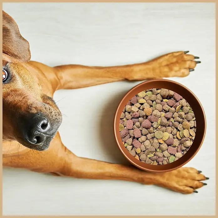 Supravit Mix Super Hundetrockenfutter 5kg für alle Hunde Rassen -  - Braune Schüssel gefüllt mit buntem Hundefutter-Trockenfutter, daneben ein brauner Hund, der das Futter ansieht.