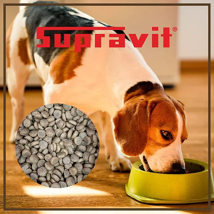 Supravit Hundetrockenfutter Lamm und Kartoffeln 5kg für Hunde -  - Ein Beagle frisst Kroketten aus einem lindgrünen Napf, mit einer Nahaufnahme von 'Supravit' Hundefutter-Pellets.