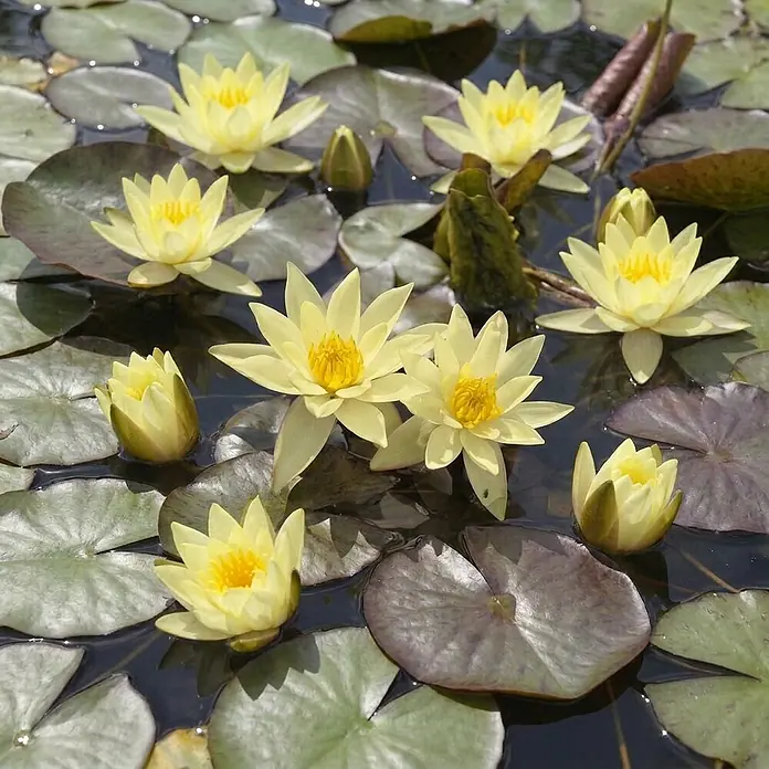 Gelbe Zwergseerose - Teichpflanze - Inklusive Korb, Substrat, Ton und Kies -  - Mehrere hellgelbe Seerosen und Knospen schwimmen auf einem Teich zwischen grünen und rotbraunen Seerosenblättern.