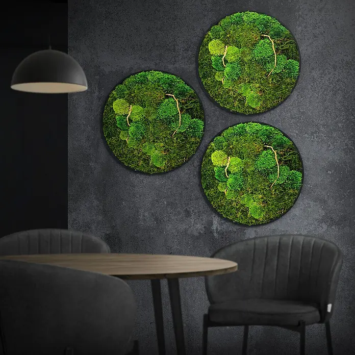 Moosbild Rund Ø40 cm Mooswand Indoor echtes Moos-Mix Holzäste gerahmt -  - Drei runde grüne Moosbilder mit Naturästen in schwarzen Rahmen, als Wanddeko über Tisch und Stühlen in einem modernen Raum.