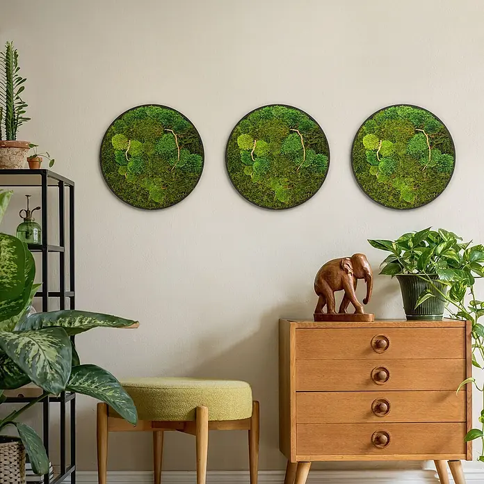Moosbild Rund Ø40 cm Mooswand Indoor echtes Moos-Mix Holzäste gerahmt -  - Drei runde Moosbilder mit natürlichen Ästen schmücken eine helle Wand in einem pflanzenreichen Raum.