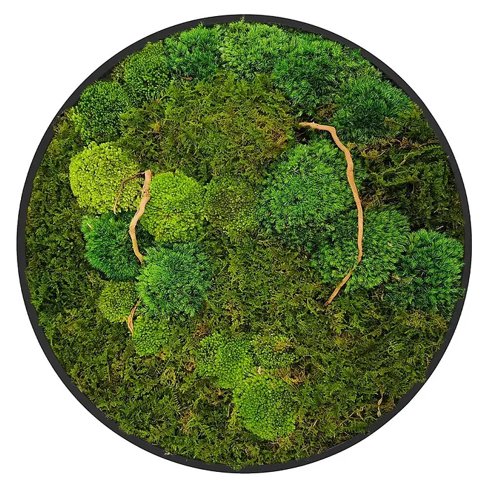 Moosbild Rund Ø40 cm Mooswand Indoor echtes Moos-Mix Holzäste gerahmt -  - Rundes Moosbild in schwarzem Rahmen, mit verschiedenen grünen Moosarten und dünnen Naturästen.