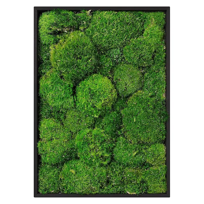 Moosbild Rechteck 38 x 27 cm Mooswand Indoor echte Kugelmoos gerahmt -  - Quadratisches Wandbild mit schwarzem Rahmen und einer Füllung aus lebendig grünem, konserviertem Moos.