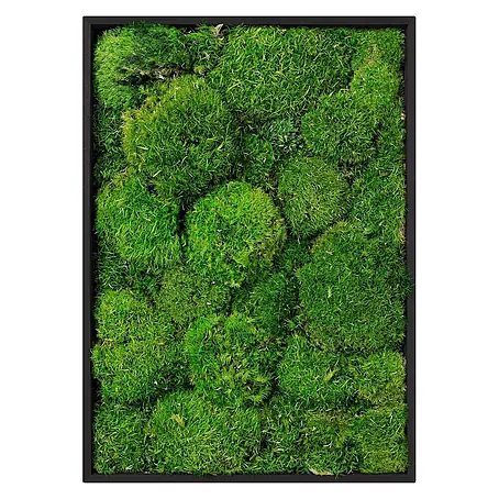 Moosbild Rechteck 38 x 27 cm Mooswand Indoor echte Kugelmoos gerahmt