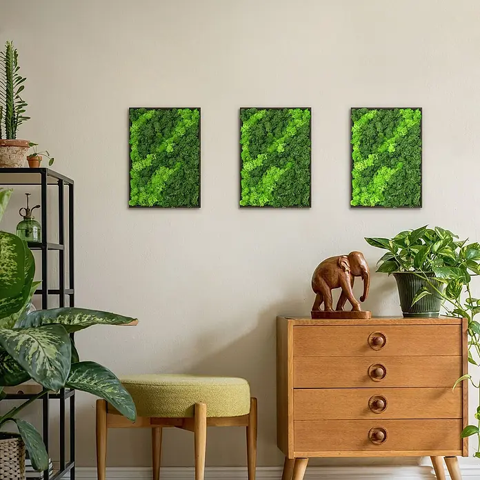 Moosbild Rechteck 38 x 27 cm Mooswand Indoor echte Islandmoos gerahmt -  - Drei gerahmte grüne Moosbilder an einer hellen Wand in einem Wohnambiente.