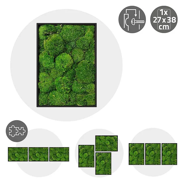 Moosbild Rechteck 38 x 27 cm Mooswand Indoor echte Kugelmoos gerahmt -  - Gerahmtes Moosbild (27x38 cm) mit Aufhängeoptionen und Kombinationsmöglichkeiten.