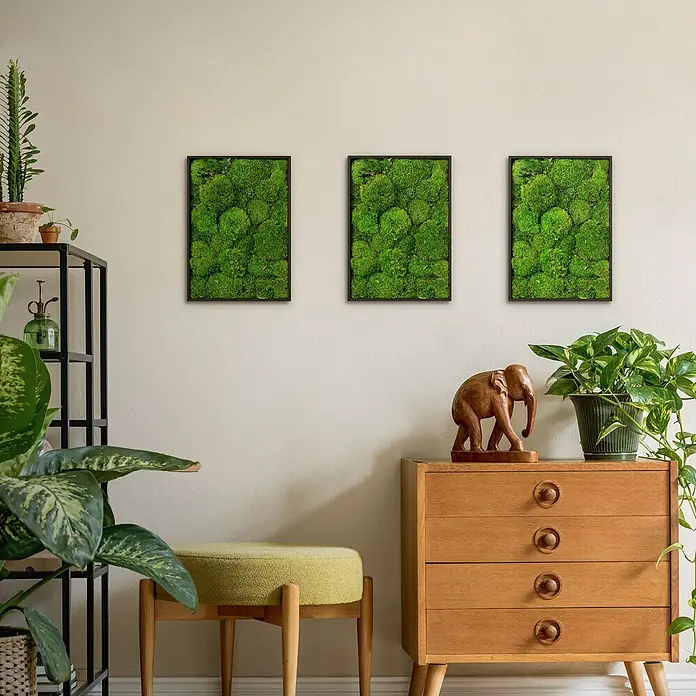 Moosbild Rechteck 38 x 27 cm Mooswand Indoor echte Kugelmoos gerahmt -  - Drei gerahmte Moosbilder an einer hellen Wand über einer Kommode und Pflanzen.