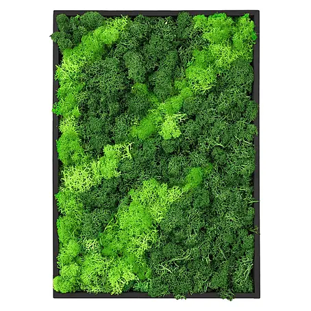 Moosbild Rechteck 38 x 27 cm Mooswand Indoor echte Islandmoos gerahmt