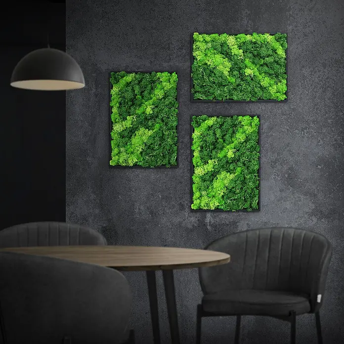 Moosbild Rechteck 38 x 27 cm Mooswand Indoor echte Islandmoos gerahmt -  - Drei gerahmte Moosbilder in Grün an dunkler Wand über Tisch und Stühlen.