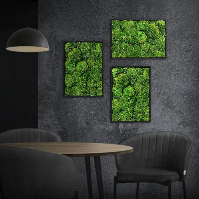 Moosbild Rechteck 38 x 27 cm Mooswand Indoor echte Kugelmoos gerahmt -  - Drei gerahmte Moosbilder verschönern einen modernen Innenraum mit Tisch und Stühlen.