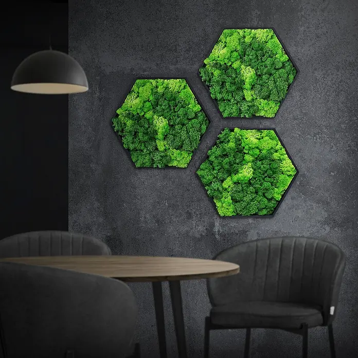 Moosbild Hexagon 38x34cm Mooswand Indoor mit echtem Islandmoos gerahmt -  - Drei sechseckige Moos-Wandbilder an einer dunklen Wand über einem Holztisch und Stühlen.