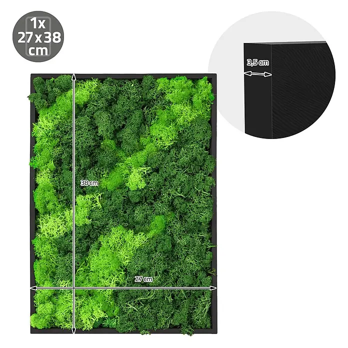 Moosbild Rechteck 38 x 27 cm Mooswand Indoor echte Islandmoos gerahmt -  - Rechteckiges Moosbild mit grünem Moos im schwarzen Rahmen, 27x38 cm und 3,5 cm tief.