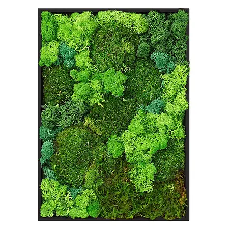 Moosbild Rechteck 38x27 cm Mooswand Indoor mit echtem Moos-Mix gerahmt