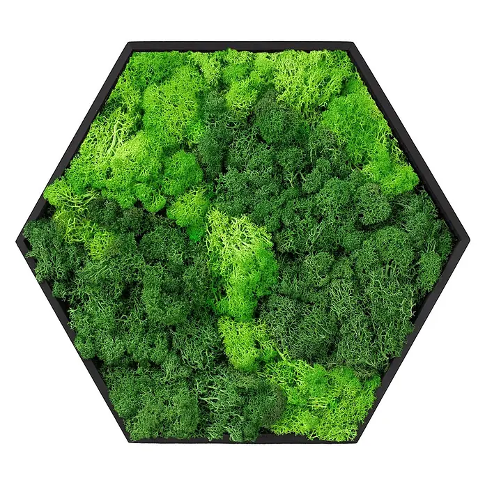 Moosbild Hexagon 38x34cm Mooswand Indoor mit echtem Islandmoos gerahmt -  - Hexagonaler schwarzer Rahmen mit unterschiedlich grünem, konserviertem Moos als Wandkunst.