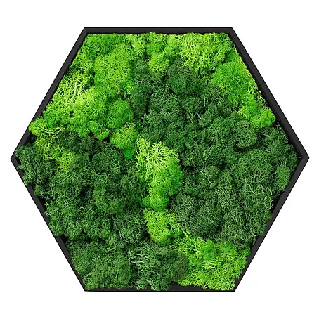Moosbild Hexagon 38x34cm Mooswand Indoor mit echtem Islandmoos gerahmt