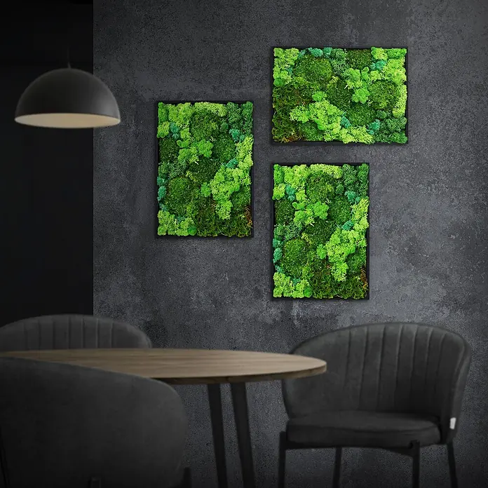 Moosbild Rechteck 38x27 cm Mooswand Indoor mit echtem Moos-Mix gerahmt -  - Drei gerahmte Moosbilder schmücken eine dunkle Wand über einem Tisch und Stühlen.