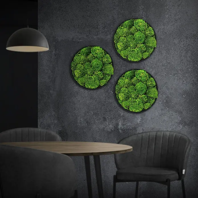Moosbild Rund Ø 30 cm Mooswand Indoor mit echtem Kugelmoos Holzrahmen -  - Drei runde Moosbilder in Grün schmücken eine dunkle Wand in modernem Ambiente.