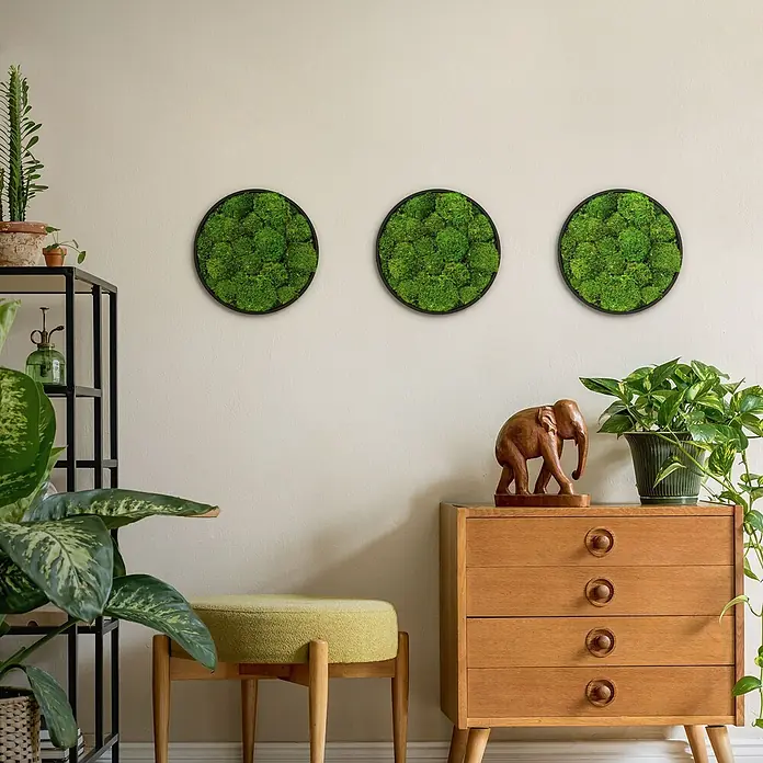 Moosbild Rund Ø 30 cm Mooswand Indoor mit echtem Kugelmoos Holzrahmen -  - Drei runde Moosbilder mit schwarzen Rahmen, Teil eines natürlichen Wohnambientes.