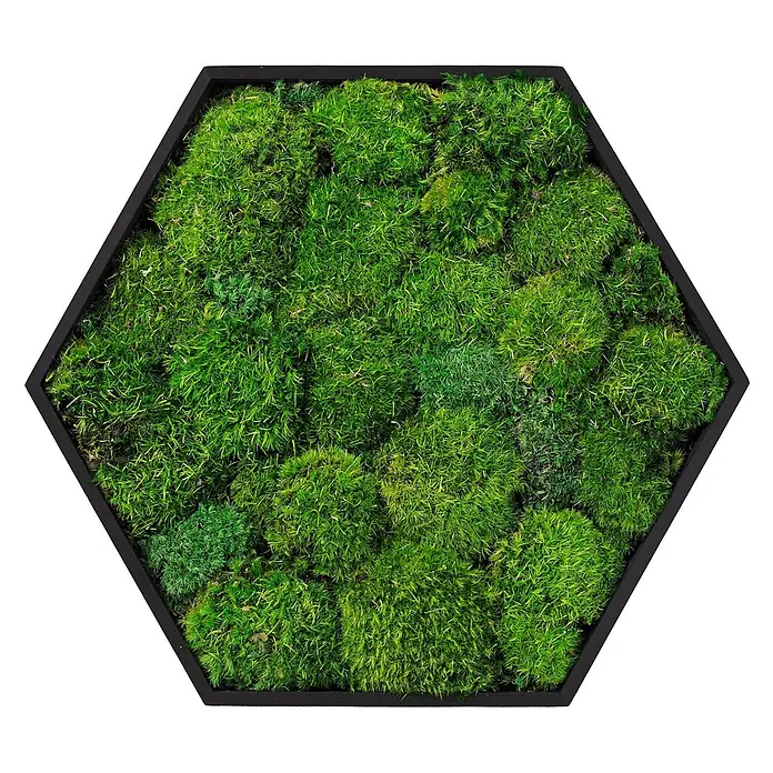 Moosbild Hexagon 38x34 cm Mooswand Indoor mit echtem Kugelmoos gerahmt -  - Sechseckiger schwarzer Rahmen mit lebhaft grünem Moos.