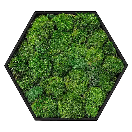 Moosbild Hexagon 38x34 cm Mooswand Indoor mit echtem Kugelmoos gerahmt