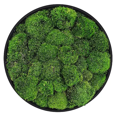 Moosbild Rund Ø 40 cm Mooswand Indoor mit echtem Kugelmoos Holzrahmen