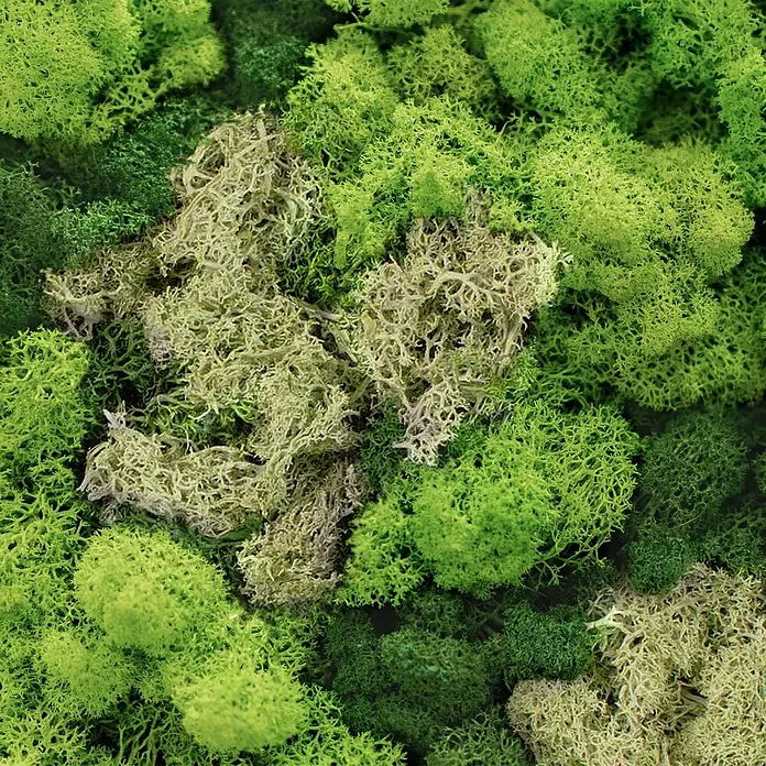 Moosbild Rund Ø 40 cm Mooswand Indoor mit echtem Islandmoos Holzrahmen -  - Nahaufnahme von grünem und hellgrünem konserviertem Moos, das ein natürliches, texturiertes Dekorelement zeigt.