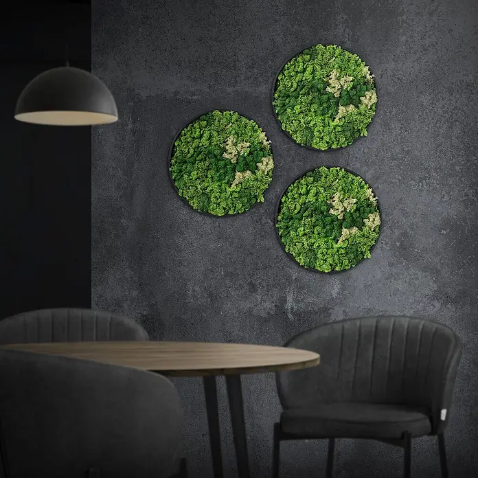 Moosbild Rund Ø 30 cm Mooswand Indoor mit echtem Islandmoos Holzrahmen -  - Drei runde Moosbilder mit grünem und hellgrünem Moos als moderne Wanddekoration in einem dunklen Raum.