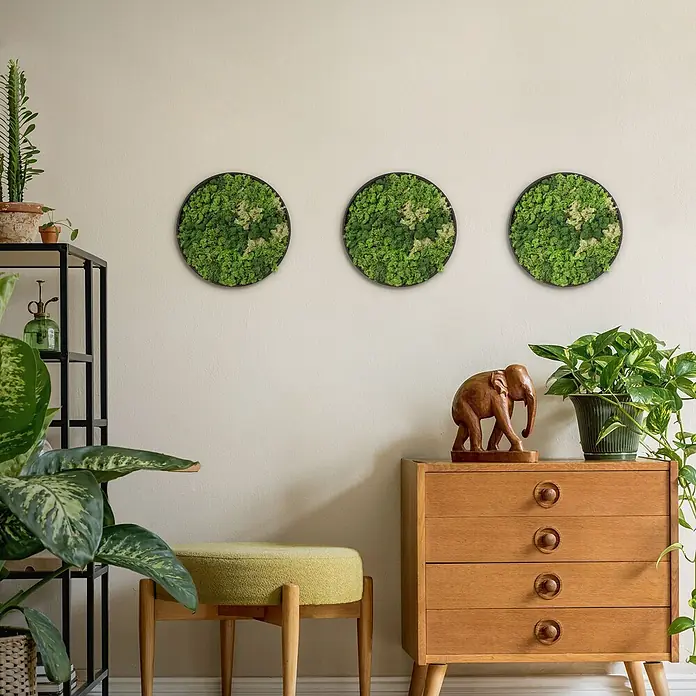 Moosbild Rund Ø 30 cm Mooswand Indoor mit echtem Islandmoos Holzrahmen -  - Drei runde Moosbilder in Grün schmücken eine helle Wand über Holzmöbeln und Pflanzen, was dem Raum eine natürliche Note verleiht.