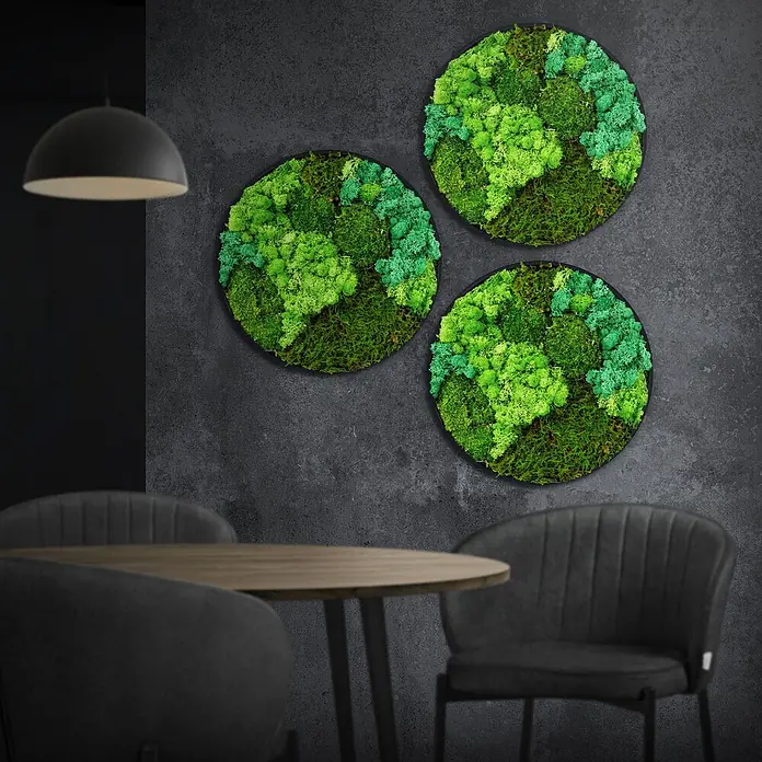 Moosbild Rund Ø40 cm Mooswand Indoor mit echtem Moos-Mix gerahmt -  - Drei runde, grüne Moosbilder in schwarzen Rahmen schmücken eine dunkle Wand und bereichern ein modernes Interieur.