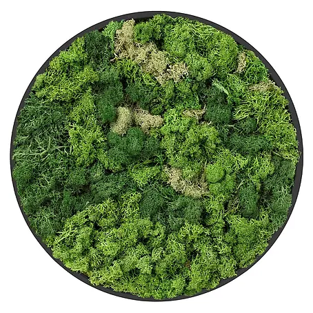 Moosbild Rund Ø 40 cm Mooswand Indoor mit echtem Islandmoos Holzrahmen