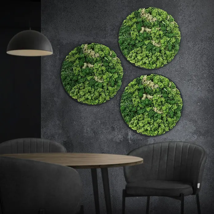Moosbild Rund Ø 40 cm Mooswand Indoor mit echtem Islandmoos Holzrahmen -  - Drei runde Moosbilder mit grünem und beigem Konservierungsmoos an einer dunkelgrauen Wand in einem modernen Raum.