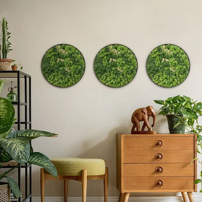 Moosbild Rund Ø 40 cm Mooswand Indoor mit echtem Islandmoos Holzrahmen -  - Drei runde Moosbilder mit leuchtend grünem konserviertem Moos in schwarzen Rahmen, als Dekoration an einer Wand.