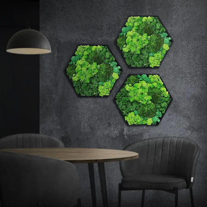 Moosbild Hexagon 38x34 cm Mooswand Indoor mit echtem Moos-Mix gerahmt -  - Drei hexagonale, schwarz gerahmte Moosbilder an einer dunklen Wand in einem modernen Raum.