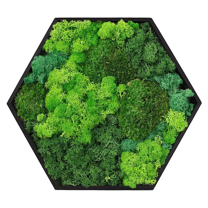 Moosbild Hexagon 38x34 cm Mooswand Indoor mit echtem Moos-Mix gerahmt -  - Hexagonale Wandkunst mit schwarzem Rahmen, gefüllt mit einer Mischung aus grünen konservierten Moosen in verschiedenen Farbtönen und Texturen.