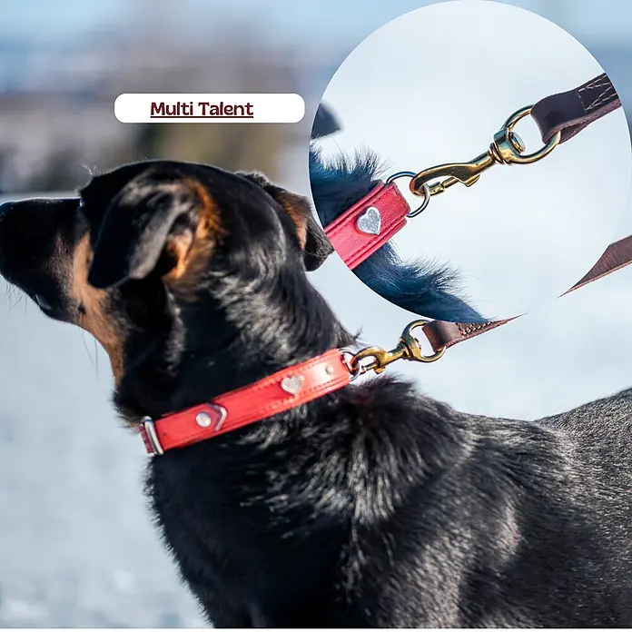 Hundeleine / Führleine - Echtleder mit Halsband – handgefertigt in Germany -  - Rotes Hundehalsband mit Herznieten und Metallschnalle, an einer braunen Lederleine befestigt, von einem Hund im Freien getragen.