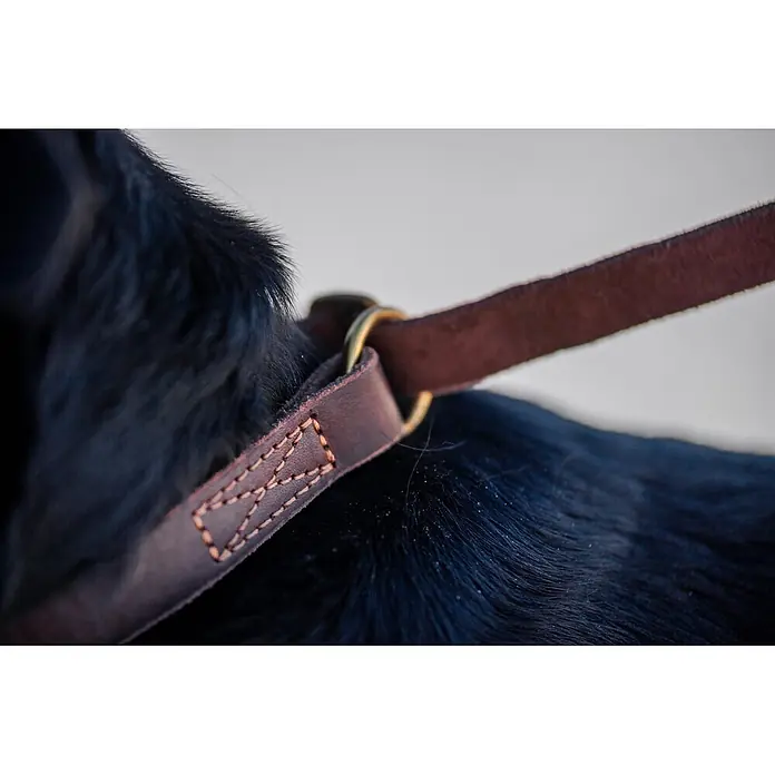 Hundeleine / Führleine - Echtleder mit Halsband – handgefertigt in Germany -  - Dunkelbraunes Lederhalsband mit Ziernähten und Messingringen, von einem schwarzhaarigen Hund getragen.