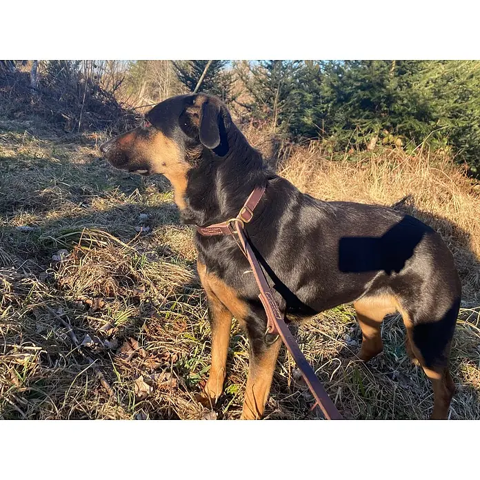 Hundeleine / Führleine - Echtleder mit Halsband – handgefertigt in Germany -  - Braunes Ledergeschirr und Leine an einem schwarz-braunen Hund, draußen getragen.